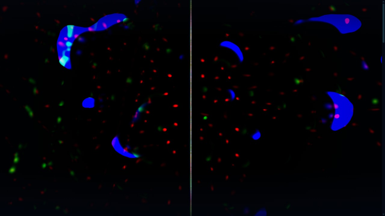 Decay and regeneration as a single continuous visual event.